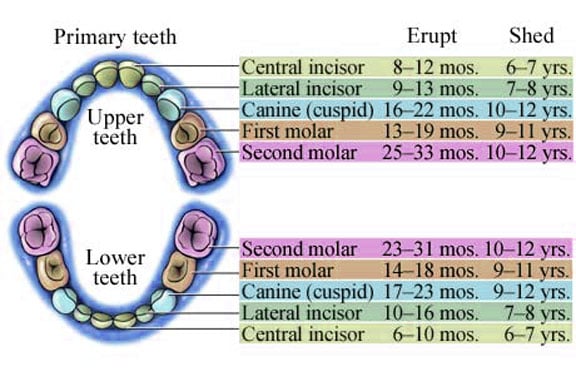 Tooth Loss Aurora CO Tooth Loss FAQ Knocked Out Tooth Tooth loss aurora co tooth loss faq knocked out tooth
