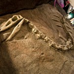 Dinosaur fossil bones in childrens dental office Auroro CO