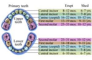 Chart showing at which ages specific teeth erupt and shed 