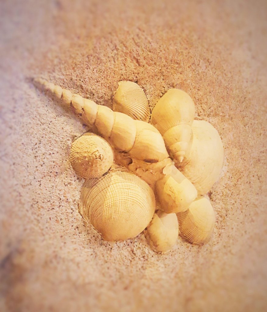 Shell fossils