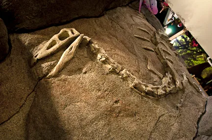 Dinosaur fossil bones in childrens dental office Auroro CO