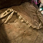 Dinosaur fossil bones in childrens dental office Auroro CO