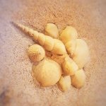 Shell fossils